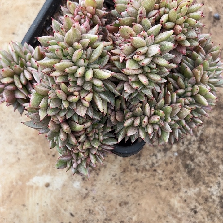 天使玛丽亚锦缀化尾货