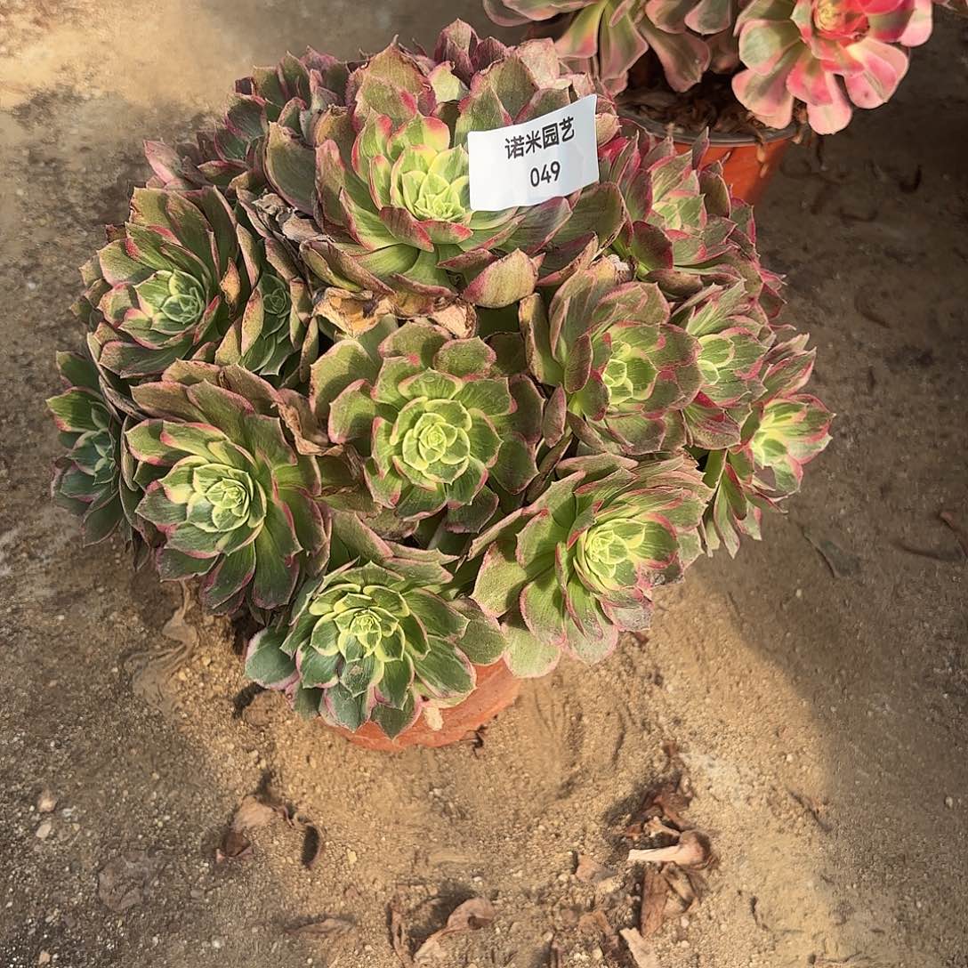 孔雀翎多肉植物手捧49