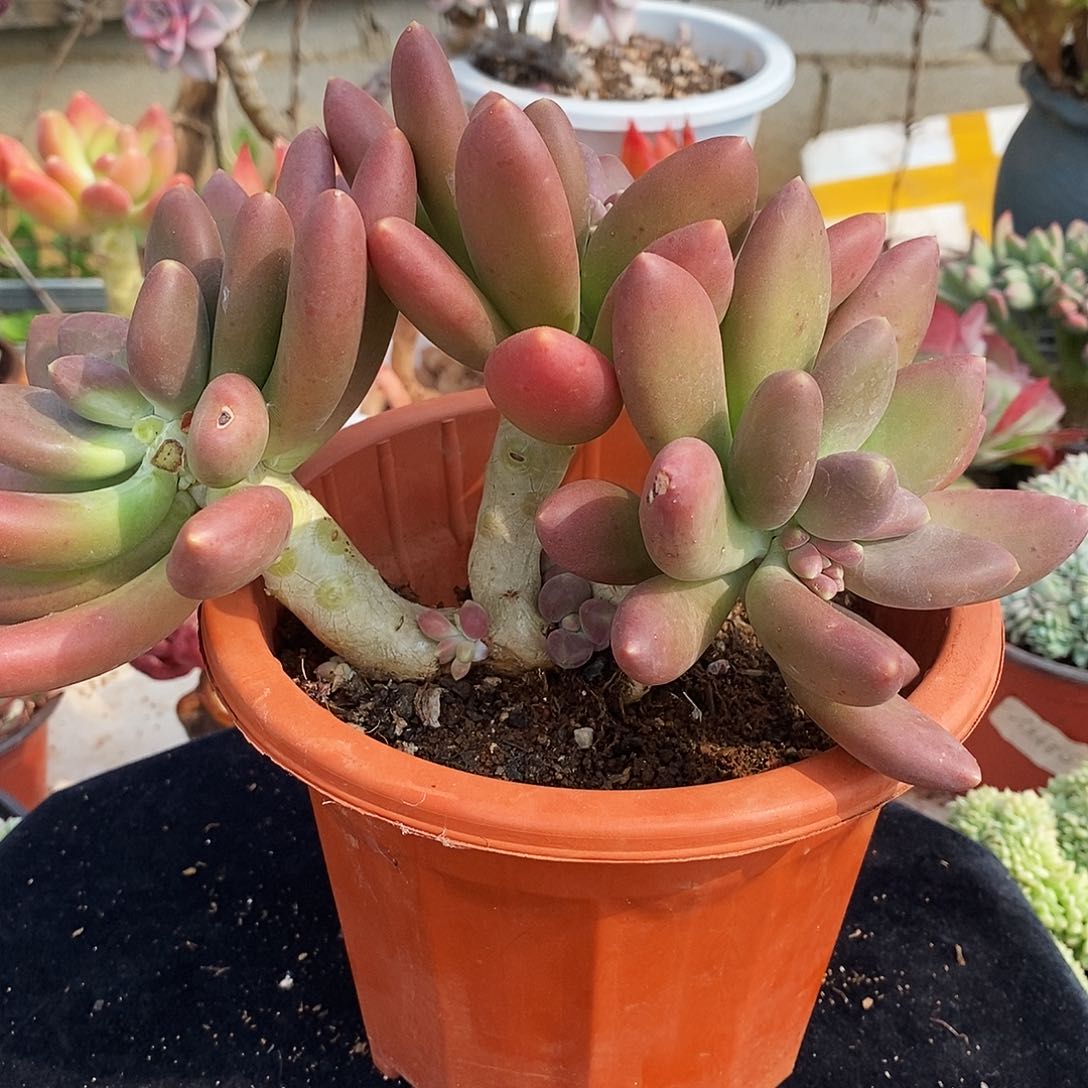 金蝉多肉植物非常福利