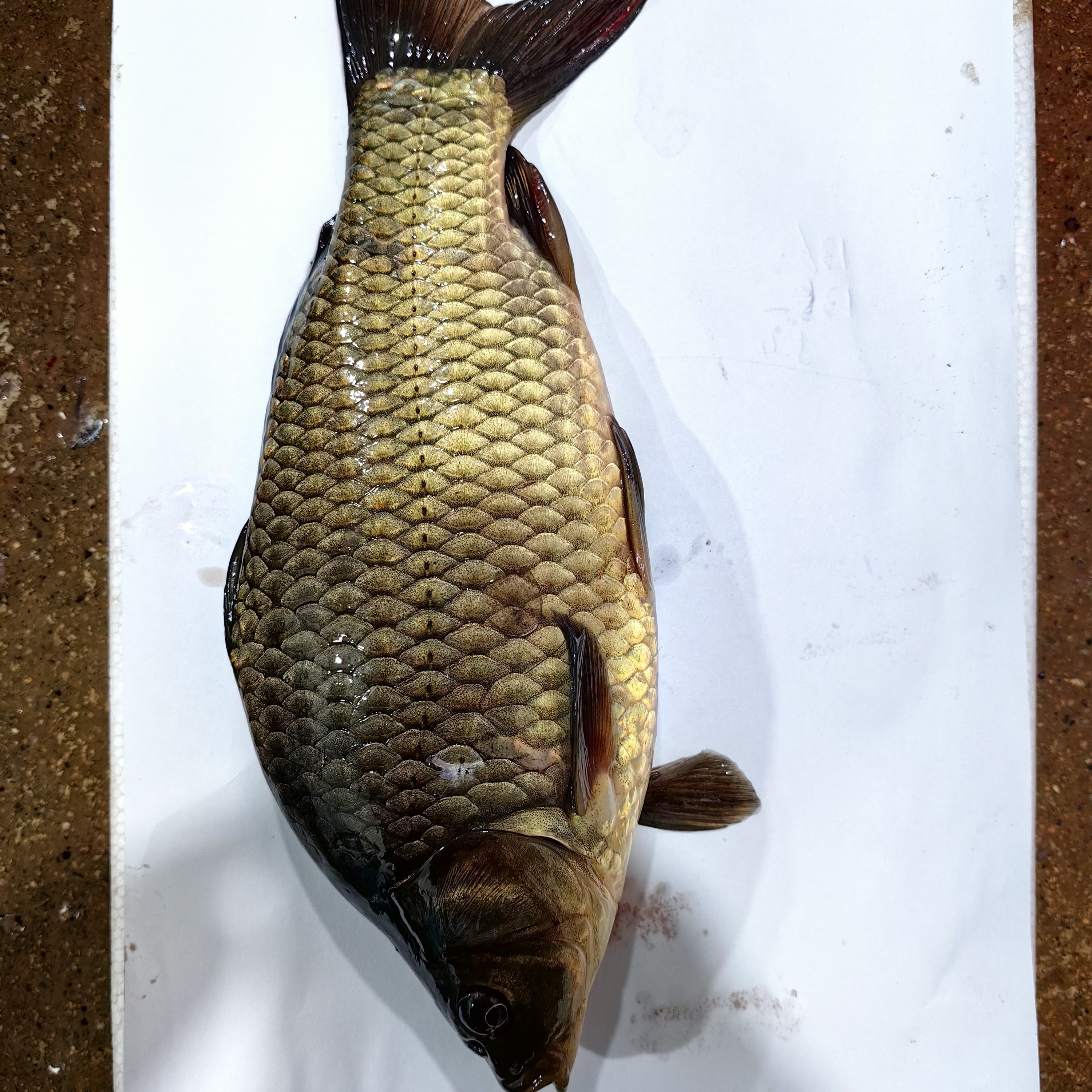 (鲫鱼)去鳞去肠去鳃杀好半斤5条一件