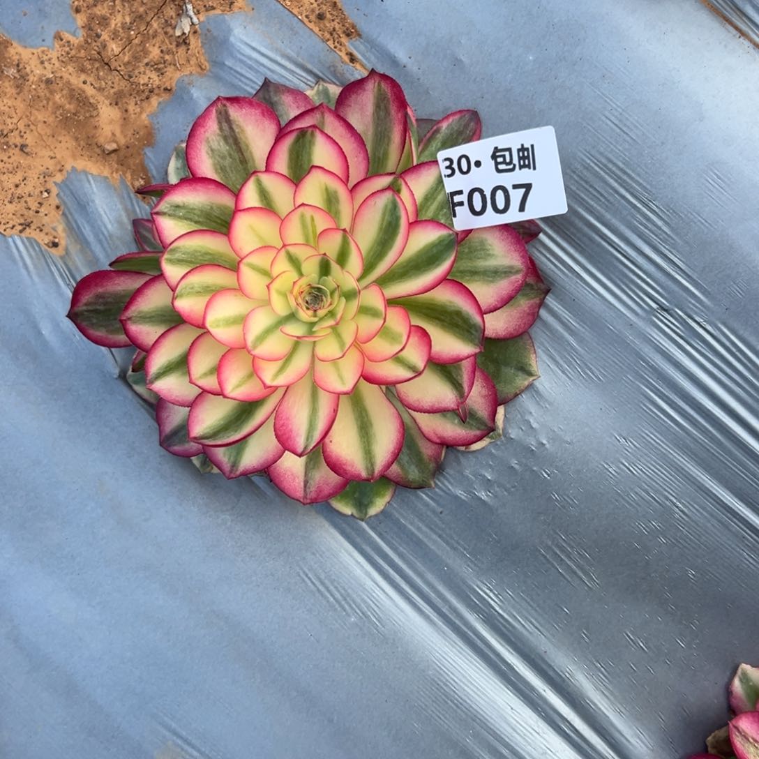 007倾城多肉法师