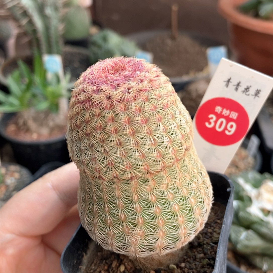 红太阳一颗仙人球