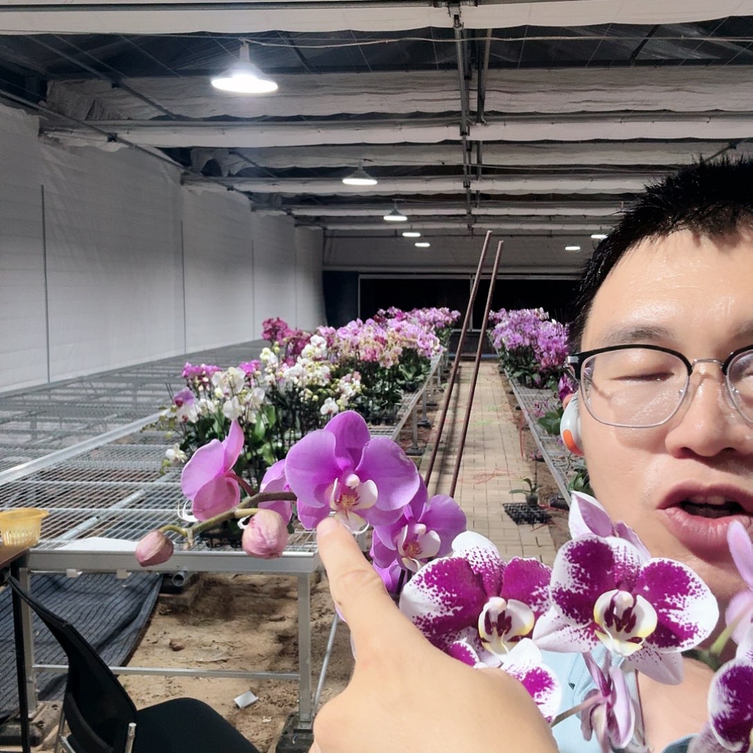 完全开放安娜双剑花苞不多➕巴塞罗那双剑带花苞