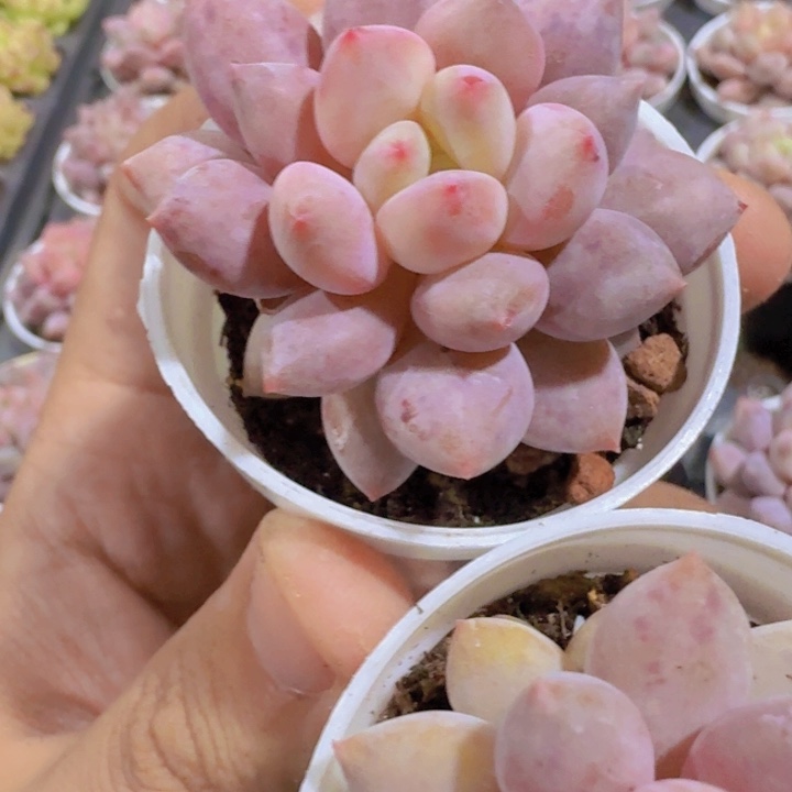 韩版半夏五厘米盆