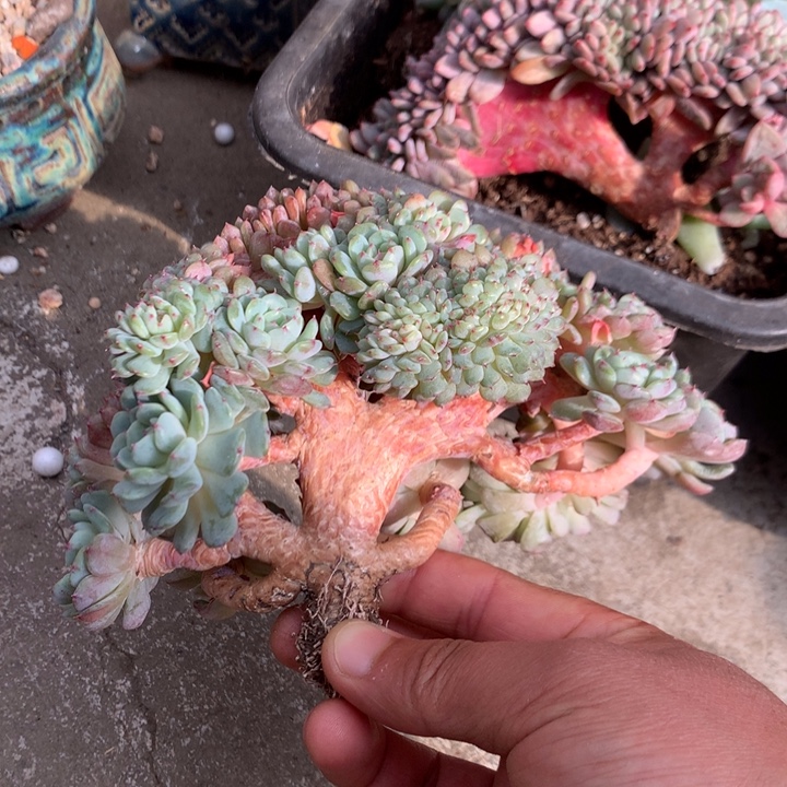 多肉植物叶插白胖子树缀