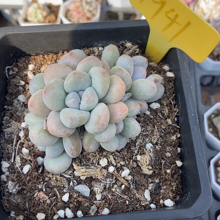 1941香水多肉植物保护