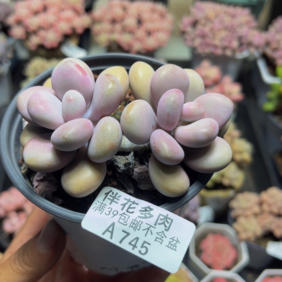 745桃蛋6cm多肉植物