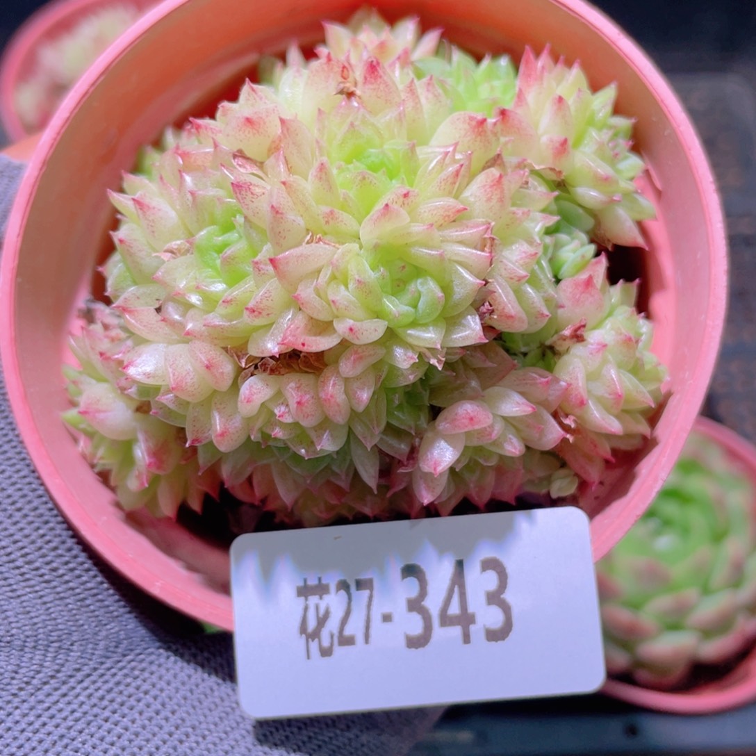 花利美27-343光年
