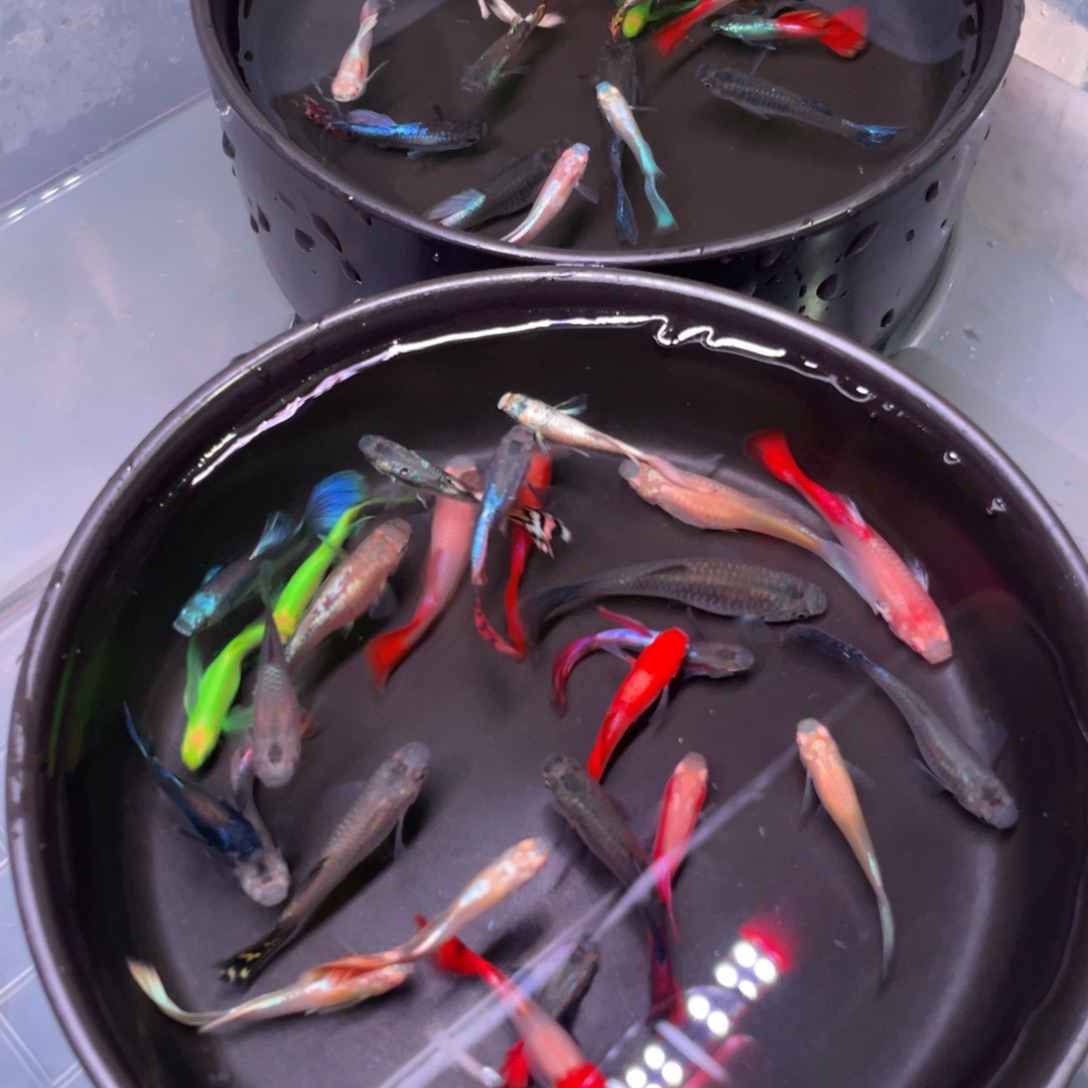 海水鱼孔雀20+4俩蝶衣斑马