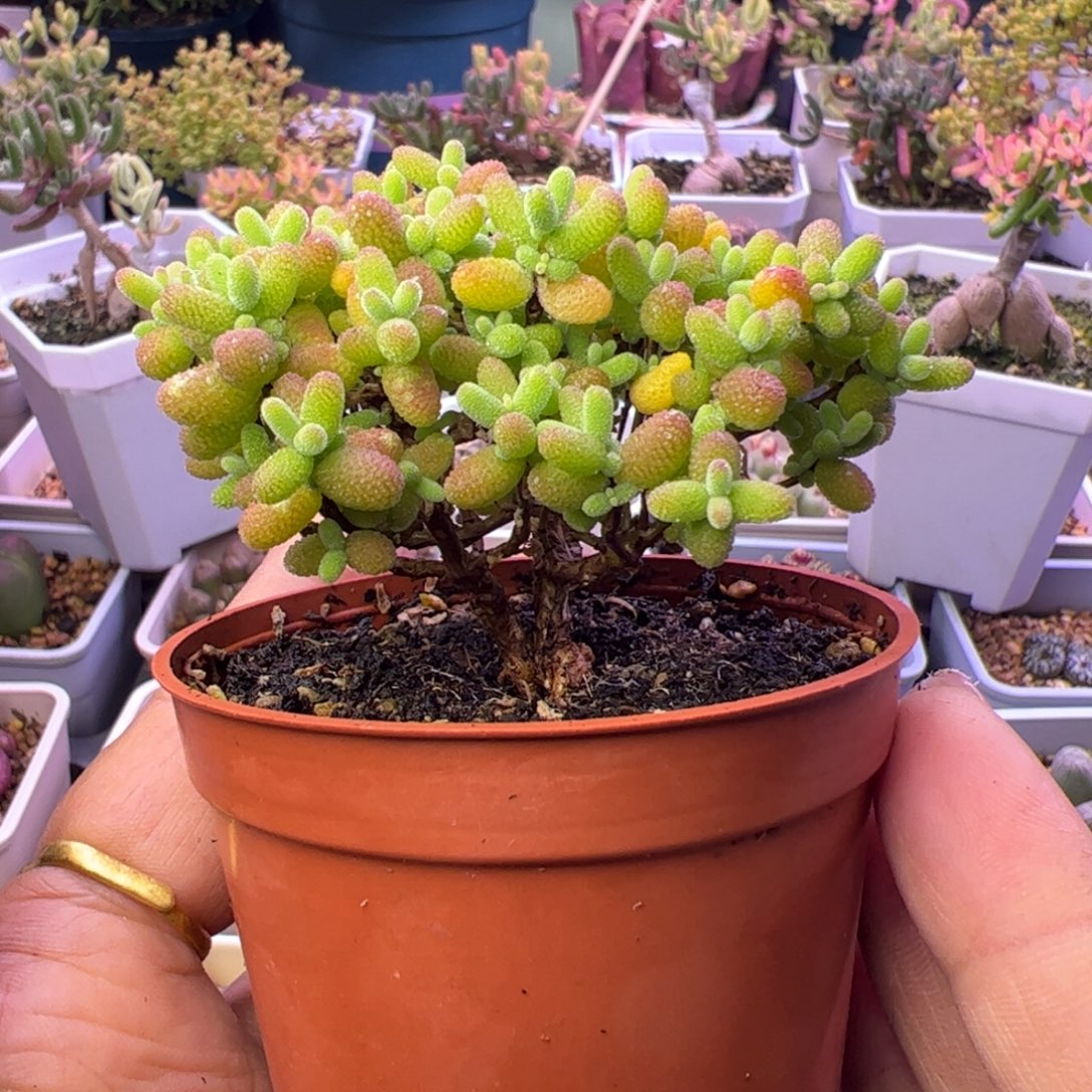多肉植物枝干金桔