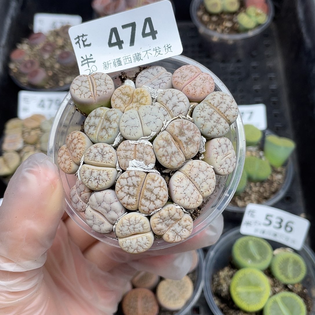 474000000花花花花花花