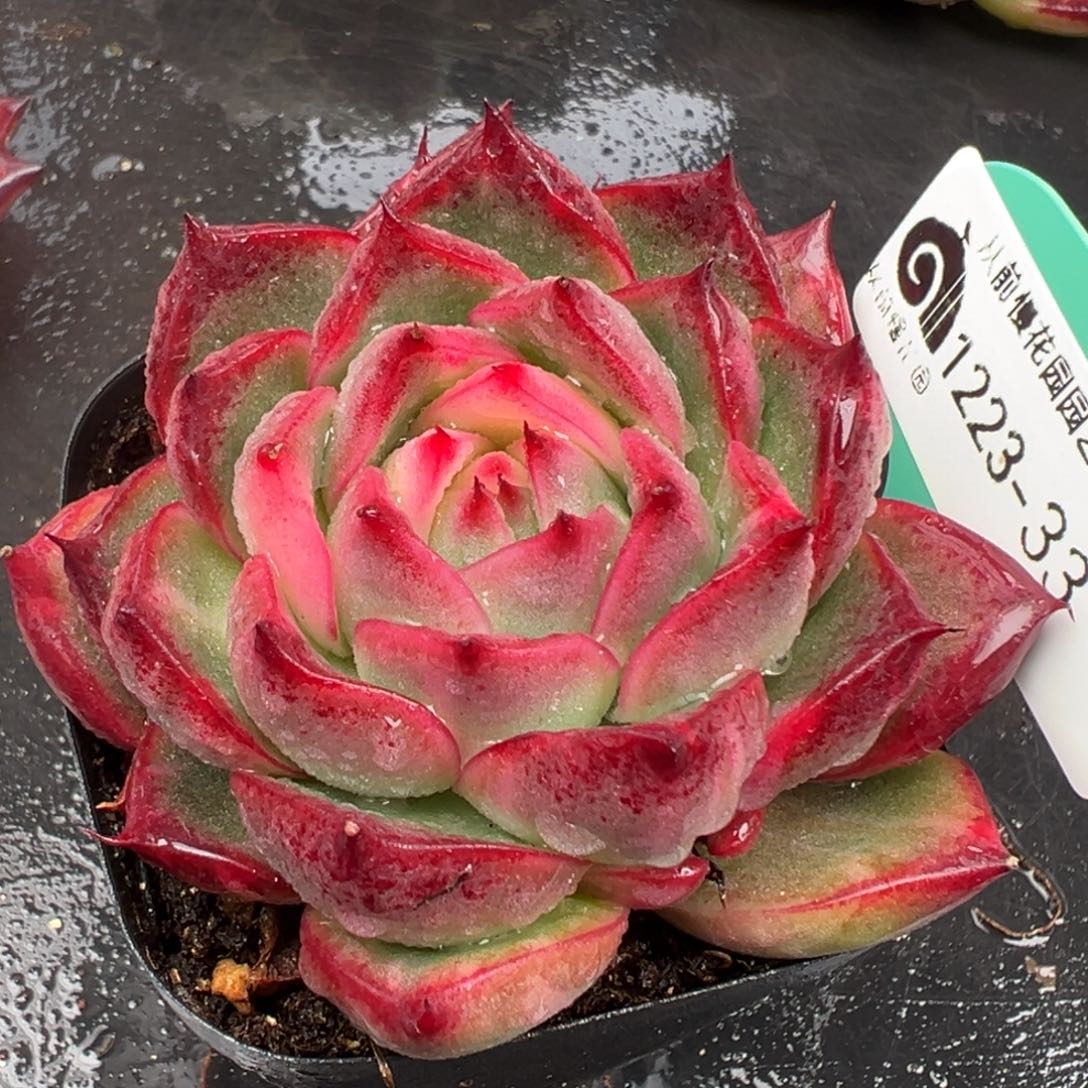 从前慢花园多肉编号1223-33