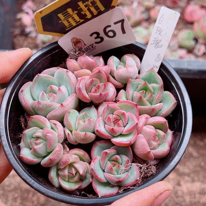 多肉植物多肉植物
