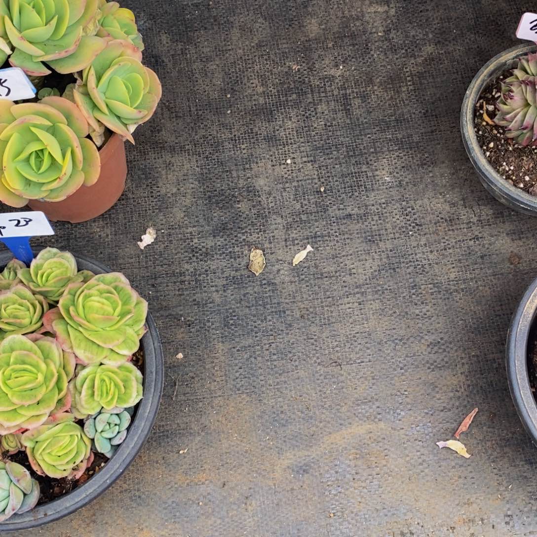 马****一物一拍多肉植物