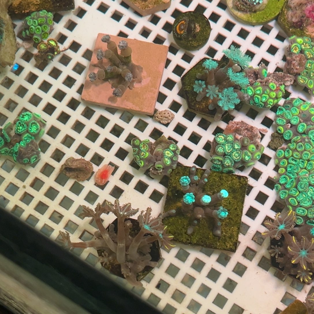 霰***鸟奶嘴海葵金边11111111