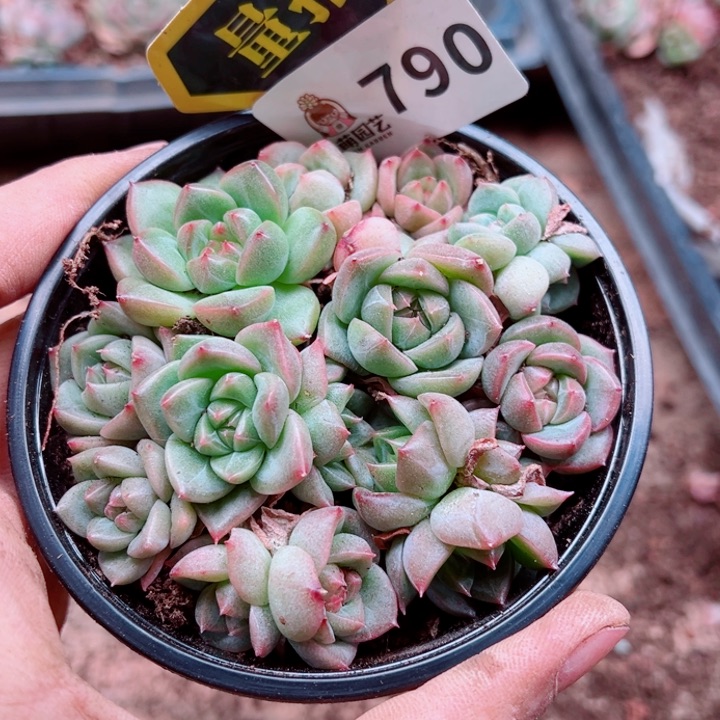 多肉植物多肉植物