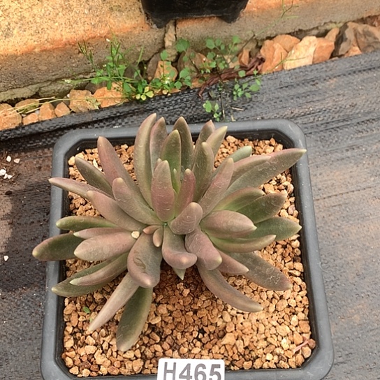 八爪鱼465 全场处理退款拉黑7-8天发货