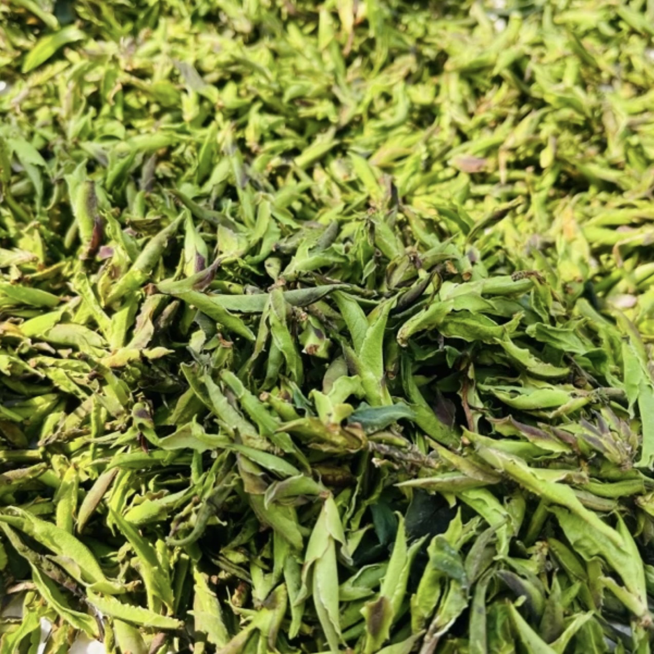 云南荒野古树白茶《野白茶》