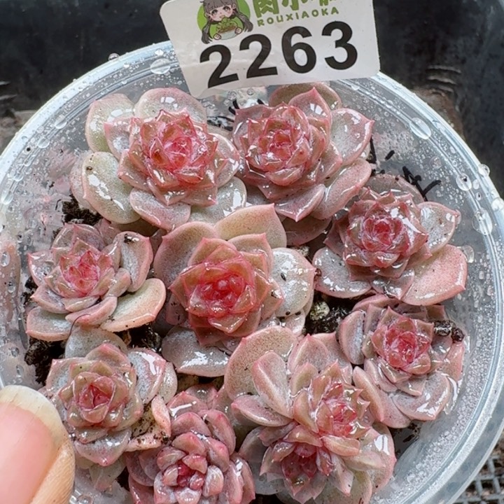 多肉植物多肉植物