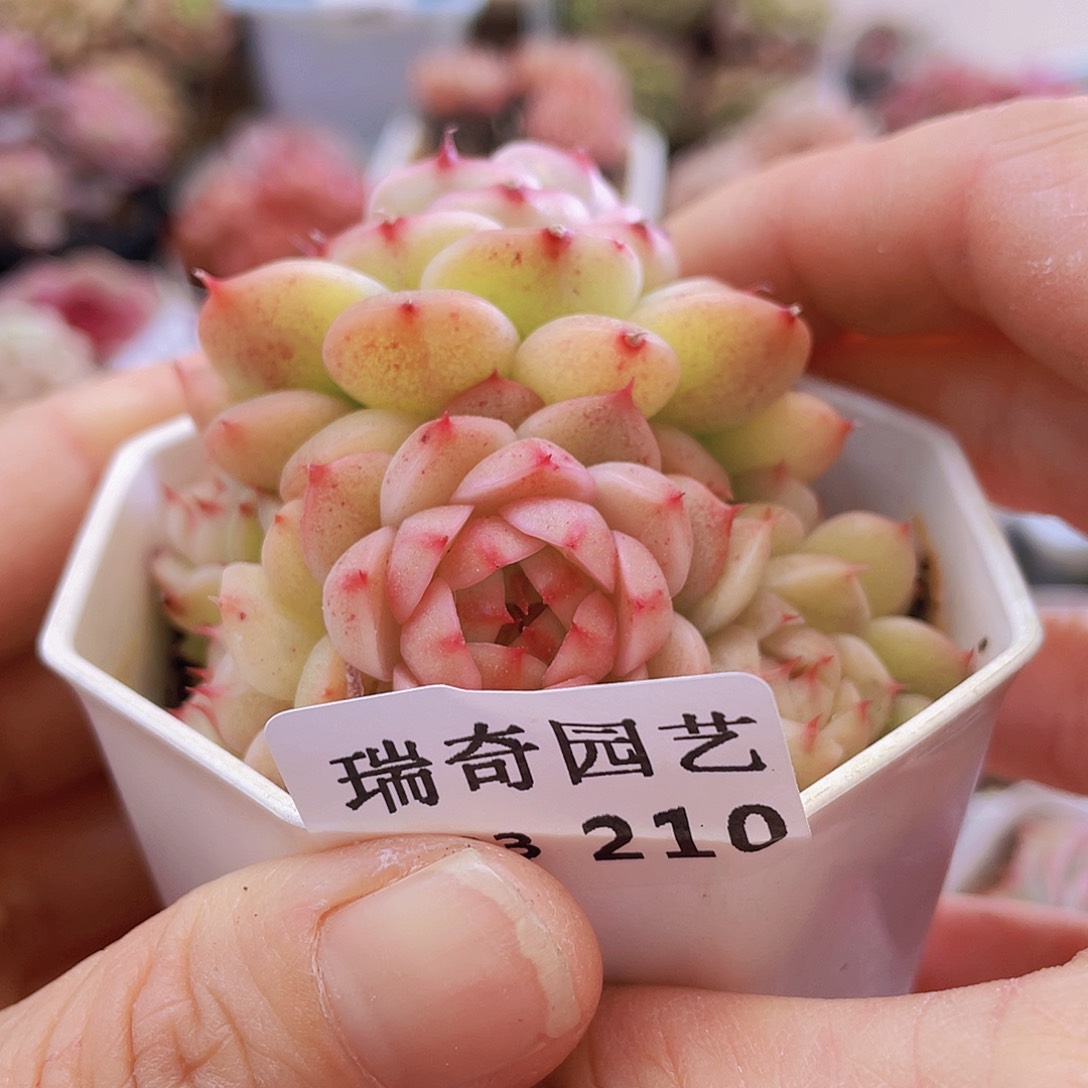 瑶***鱼000000000210一物一拍