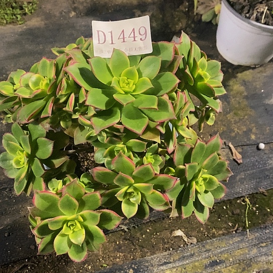 1449艳日辉多肉发货叶片有黑斑