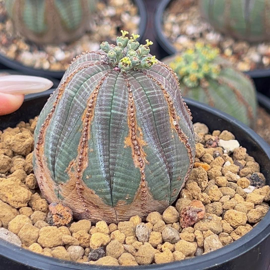 m欧系布纹球带盆