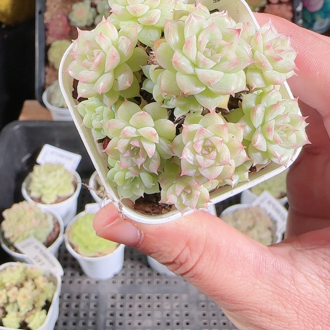 1123-592群生不包整