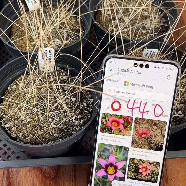 罗慕丽3.00440一盆，特价处理，随机发，很多球