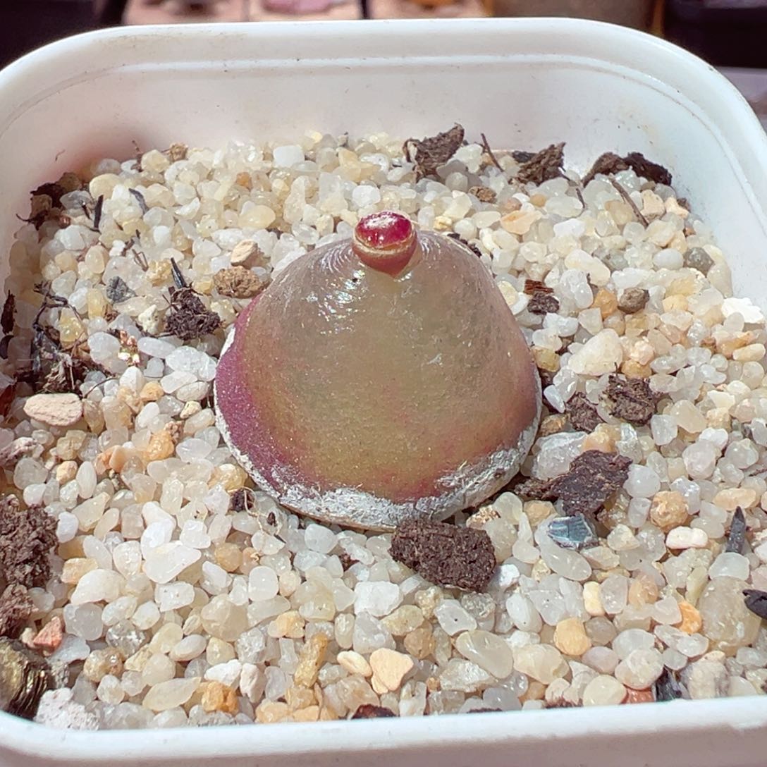 1125-372粉灯泡母本