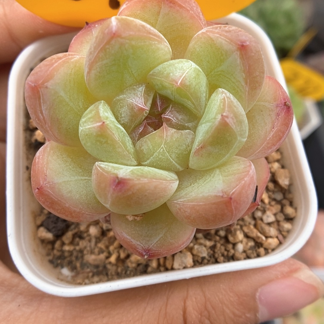 钻心珍妮613号。       