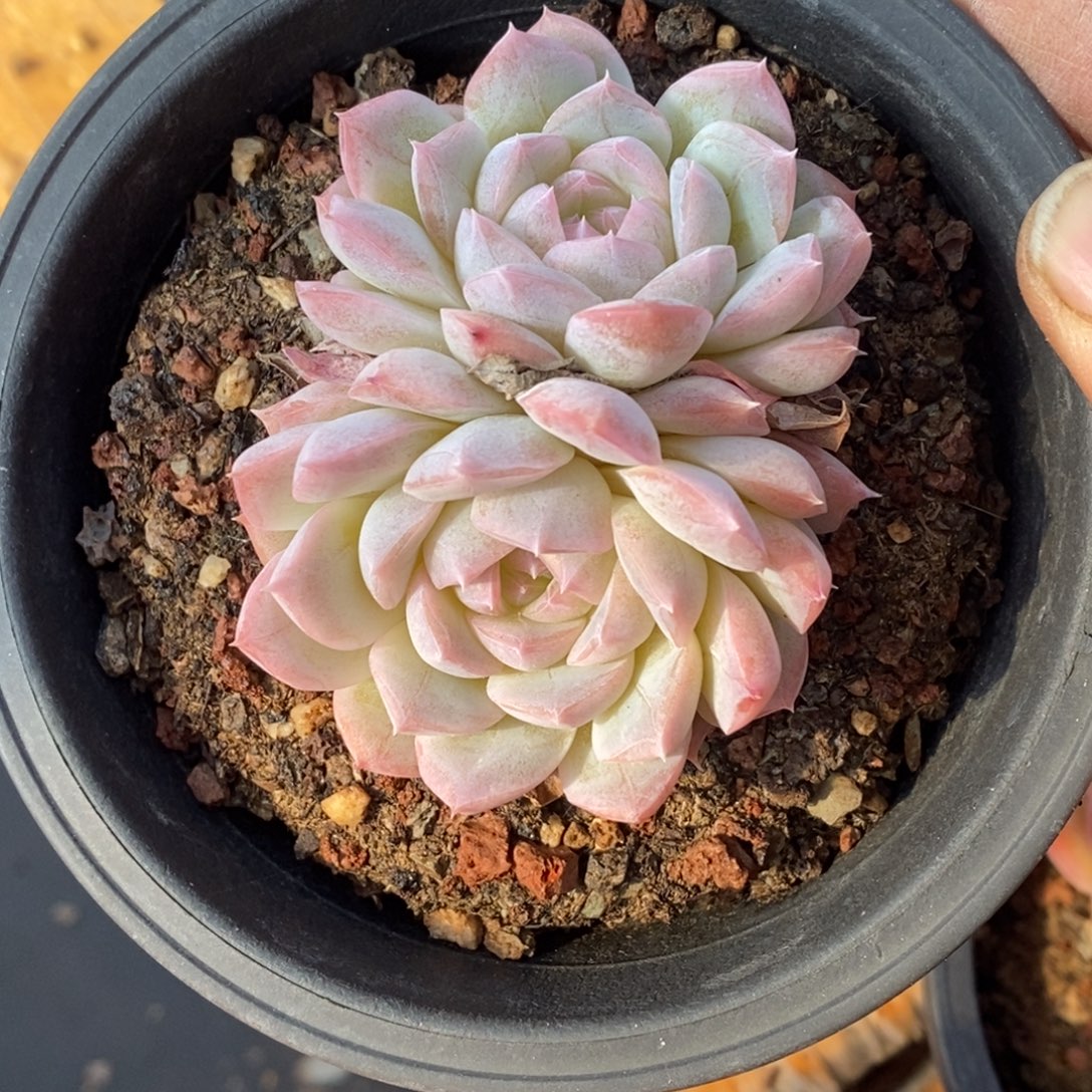 精品多肉一物一拍不包整61