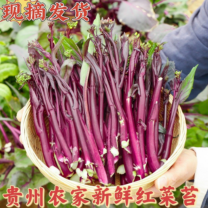 直播贵州农家新鲜蔬菜红菜苔青菜苔紫菜苔腊菜冲菜红菜心500g包邮