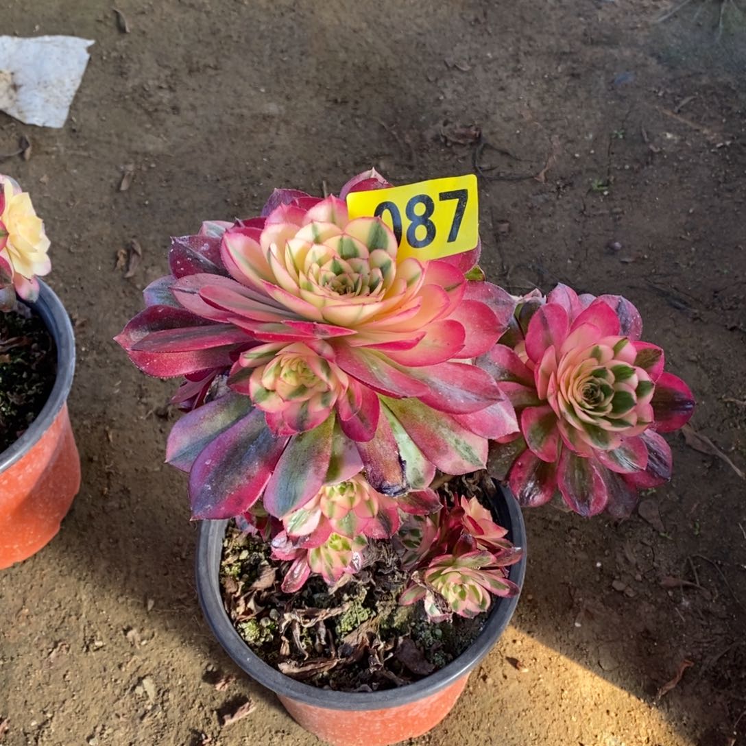 青城有砍多肉法师087