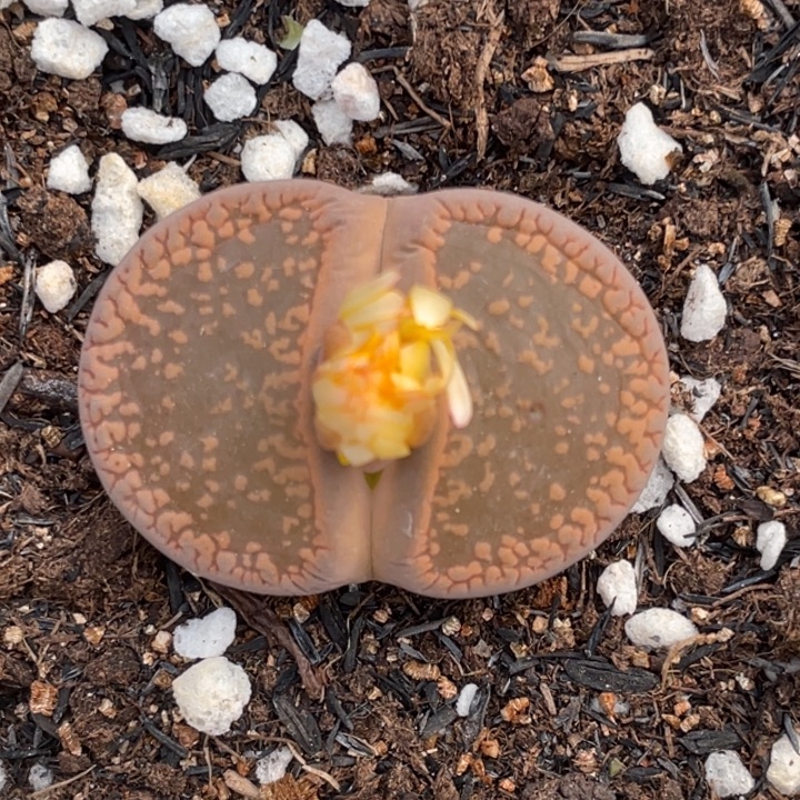 非偏远满20包邮902