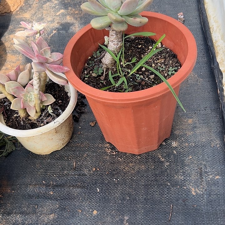 清***Q多肉植物实物直播实物212