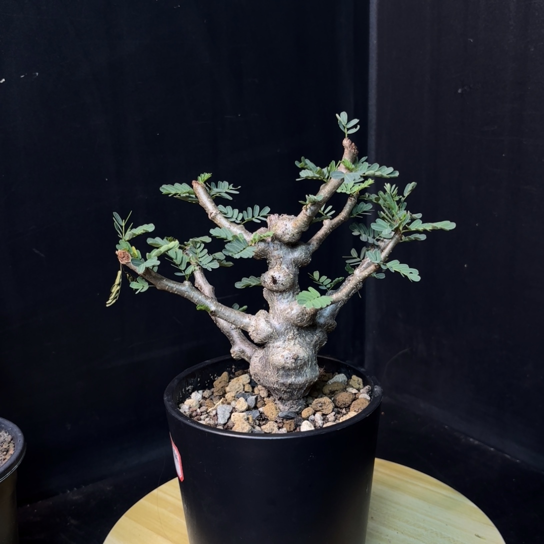 沙漠苏木带盆土hh