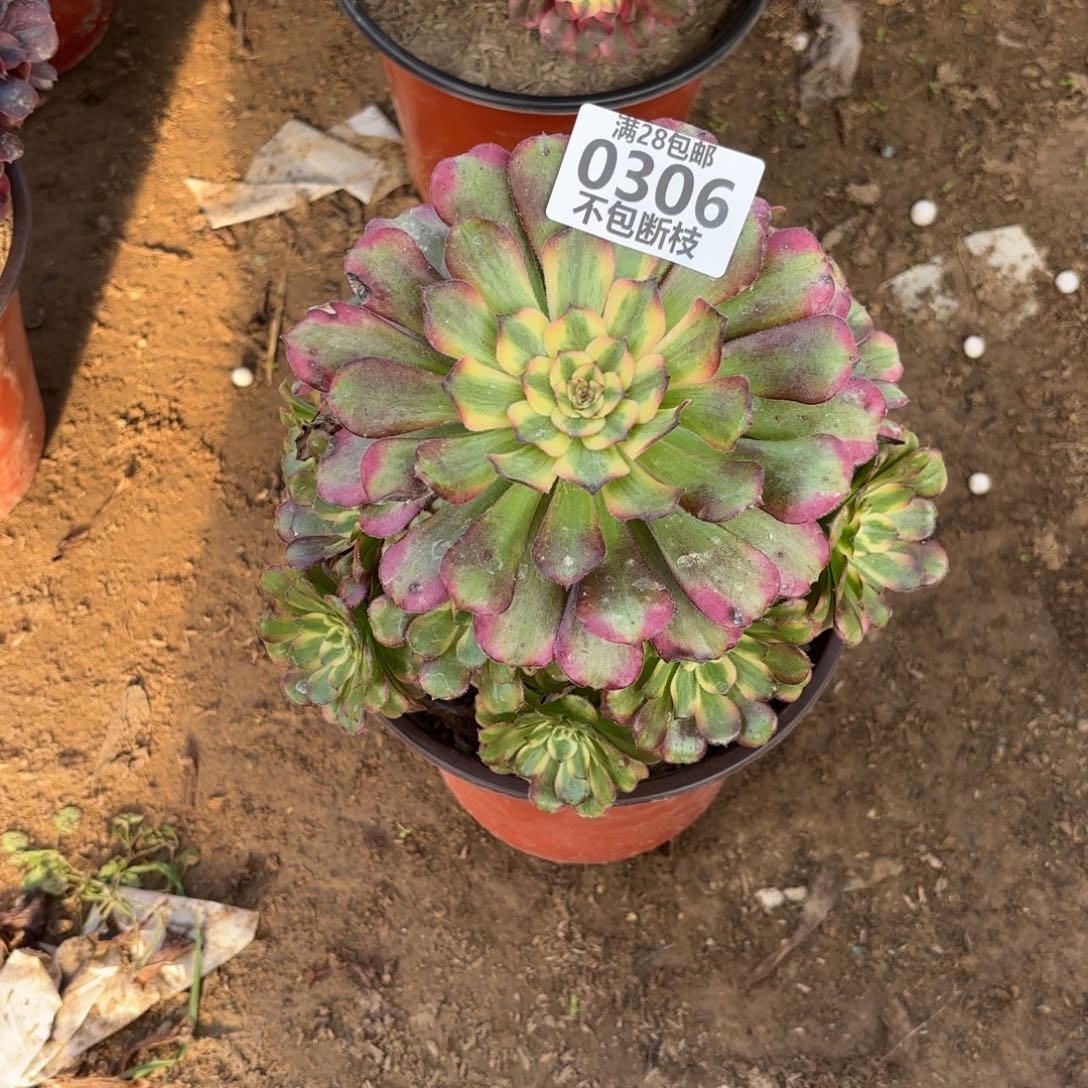 M. 306舞天姬多肉，baeeee