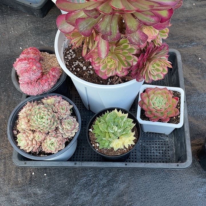 金***味五颗精品多肉带盆发货