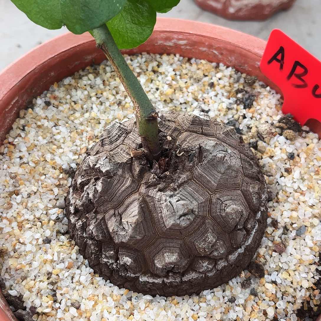 潮流植物南非龟AB06