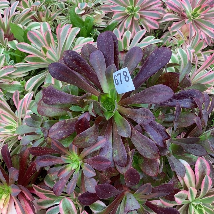 678美杜莎中班2号多肉