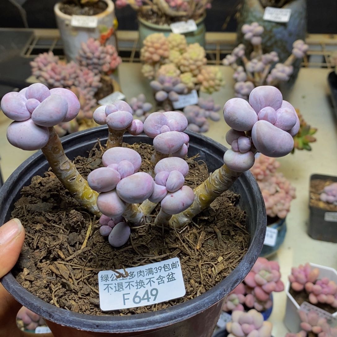 649芭比奶多肉7cm