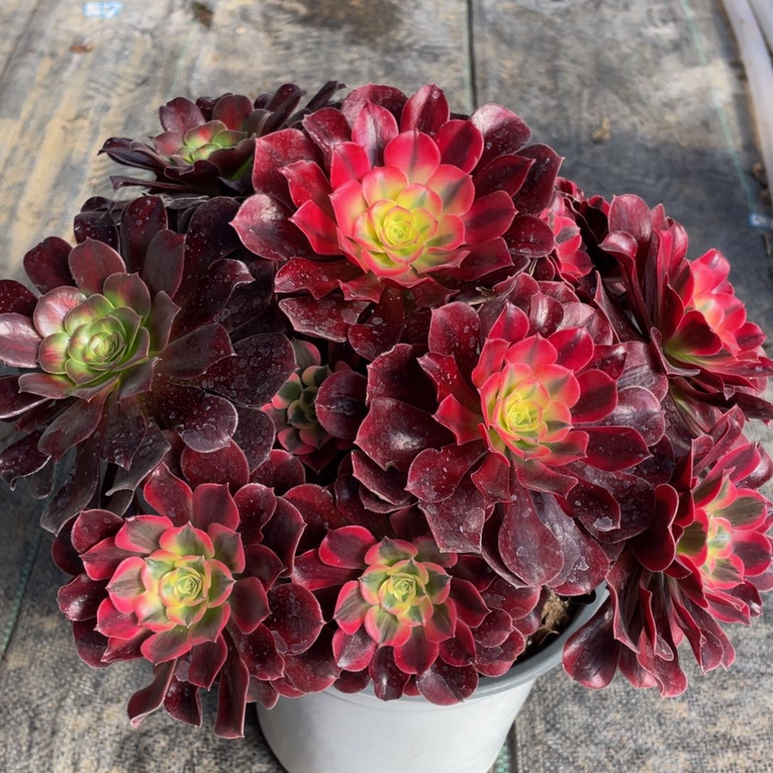 361阴阳美杜莎精品法师多肉