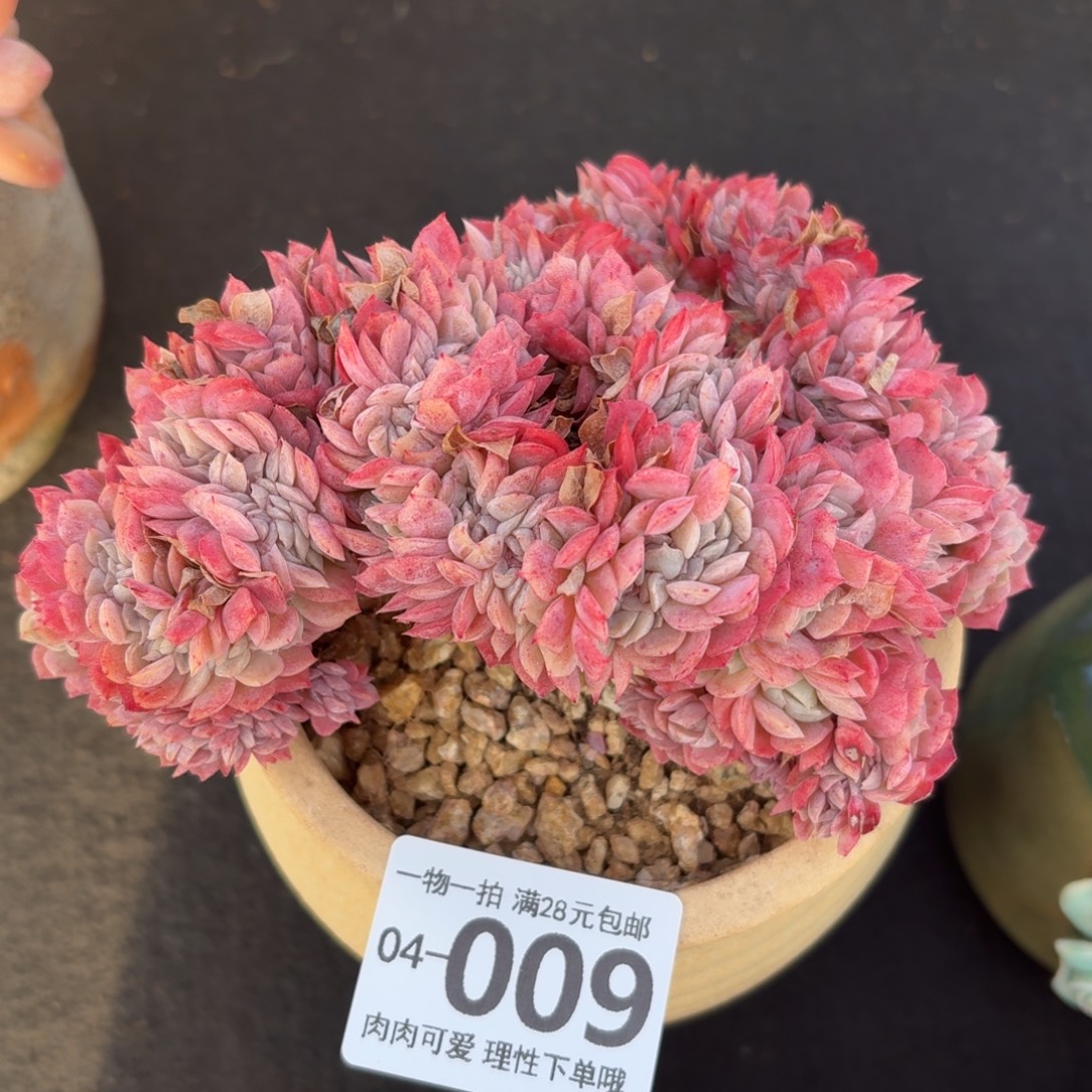 贝瑞缀化无盆土发货无盆