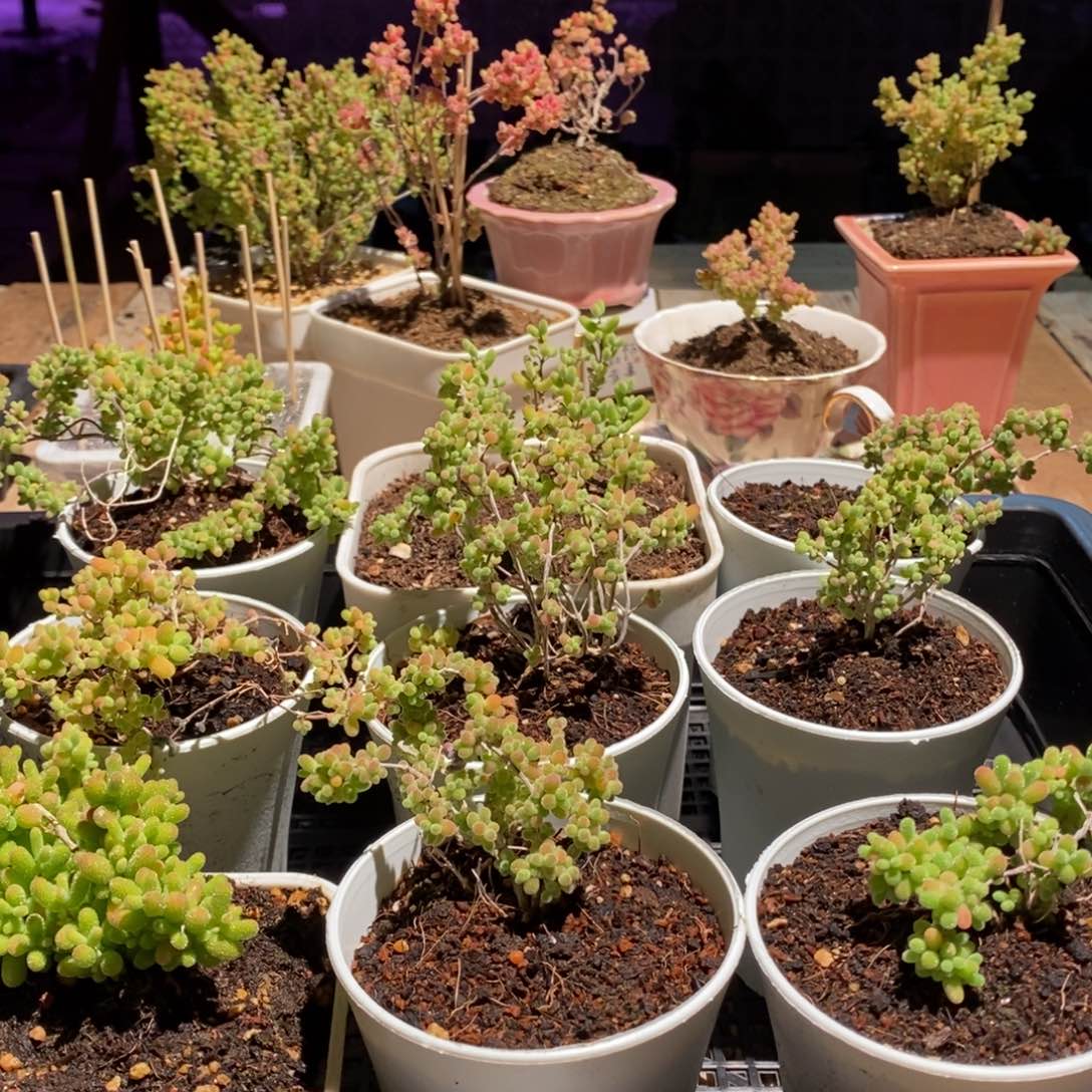 枝干番杏多肉植物870