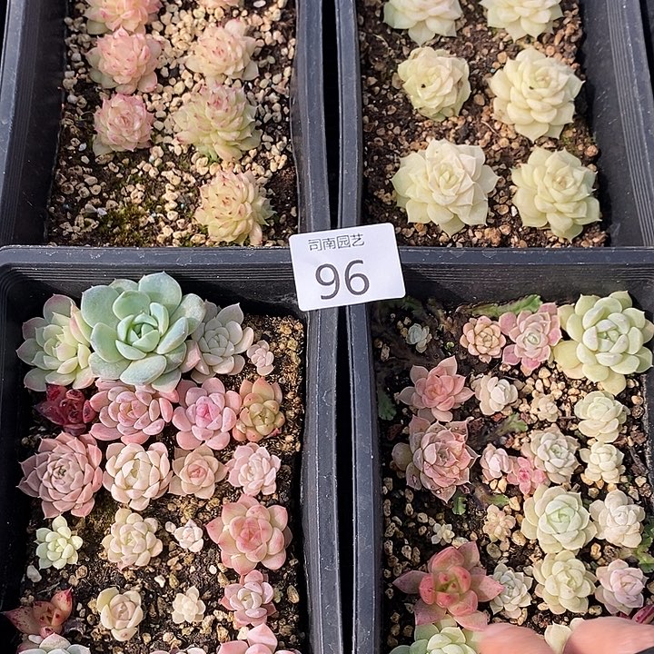 96 多肉植物盆栽花卉