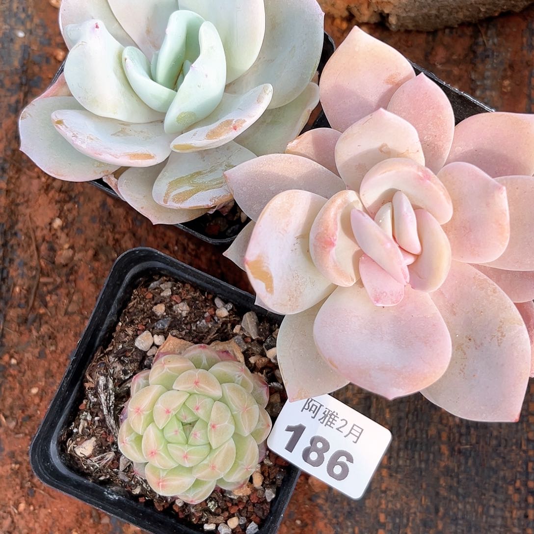 带桩发货。      186