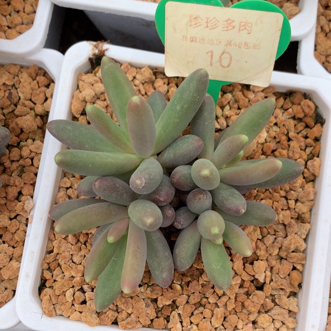 烟花无砍一物一拍10