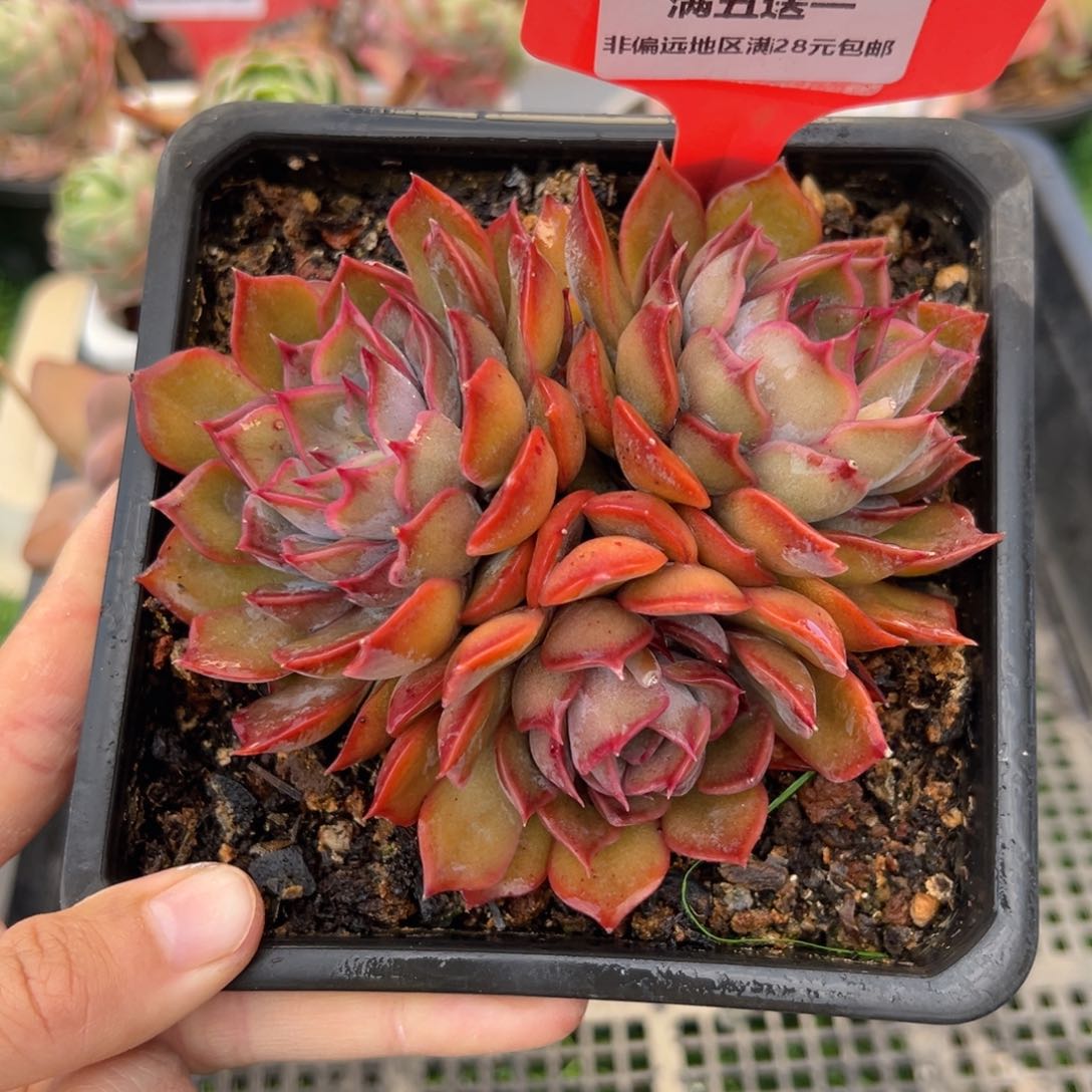 表妹精品多肉4030.