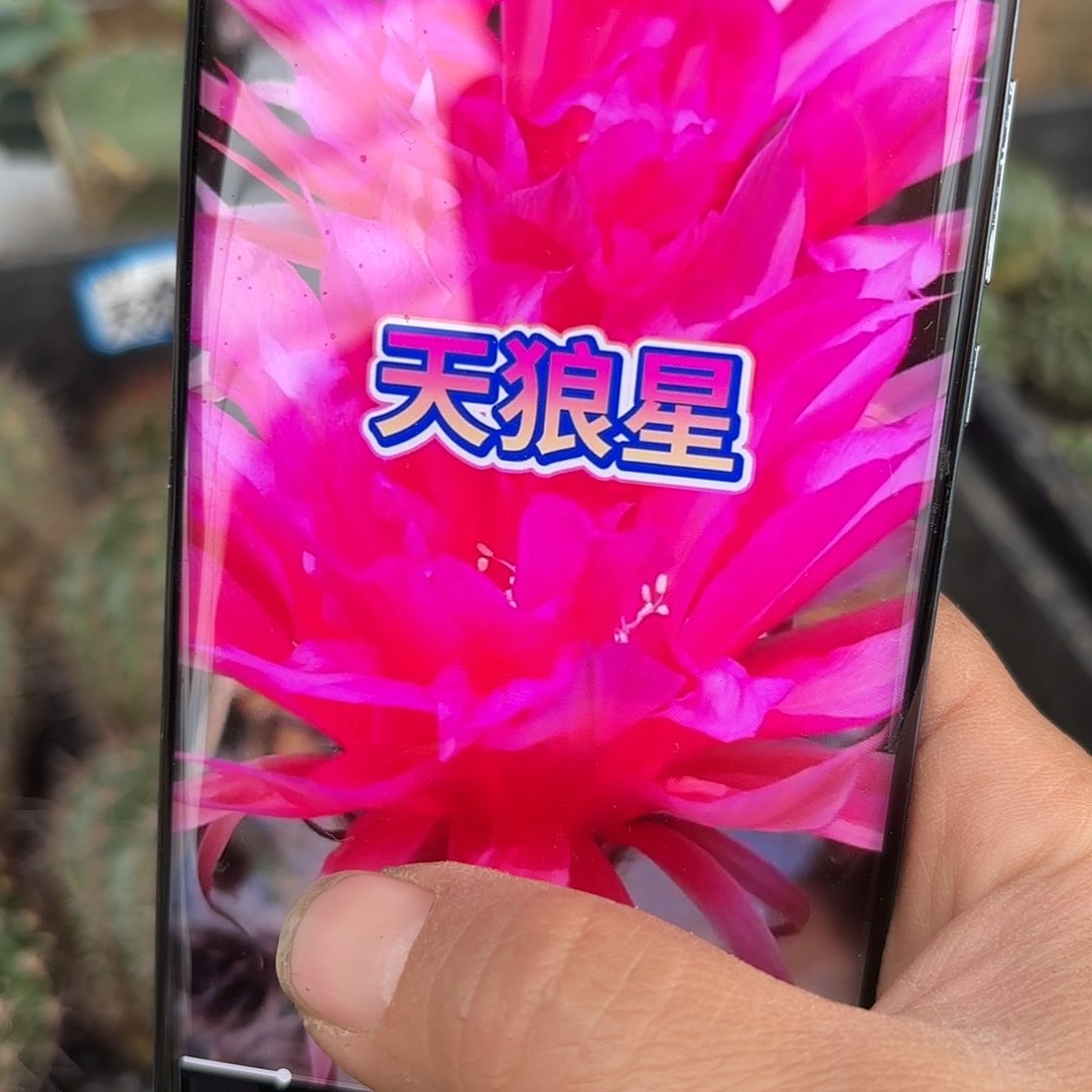 彩草天狼星无根侧牙20包邮