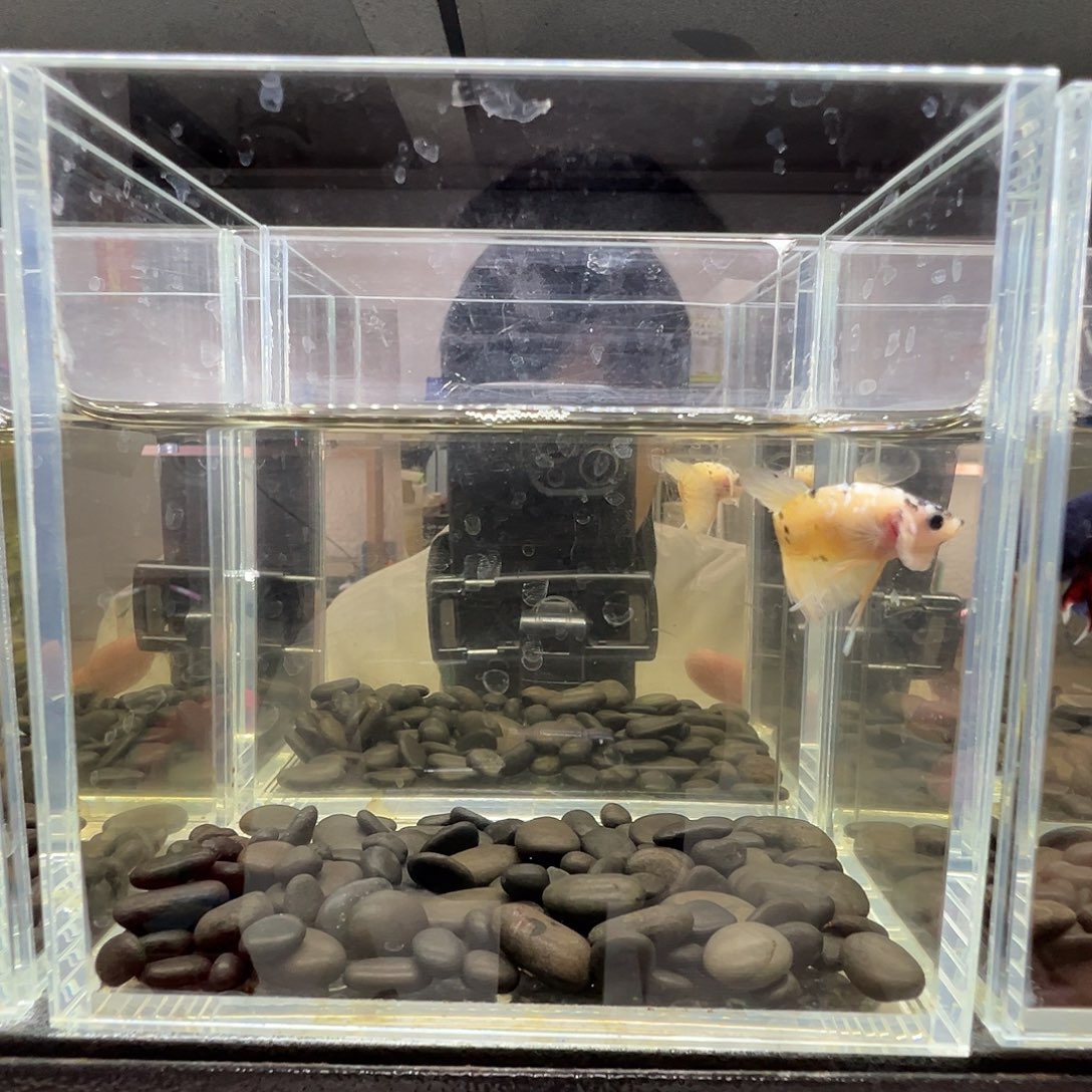 斗鱼阿浩泰斗14日56